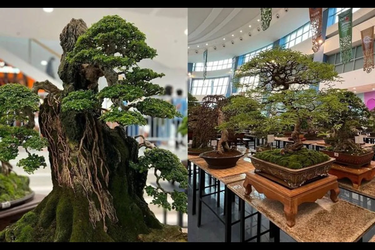 puzzle bonsai EVERGREEN PINE BONSAI MODEL KIT
