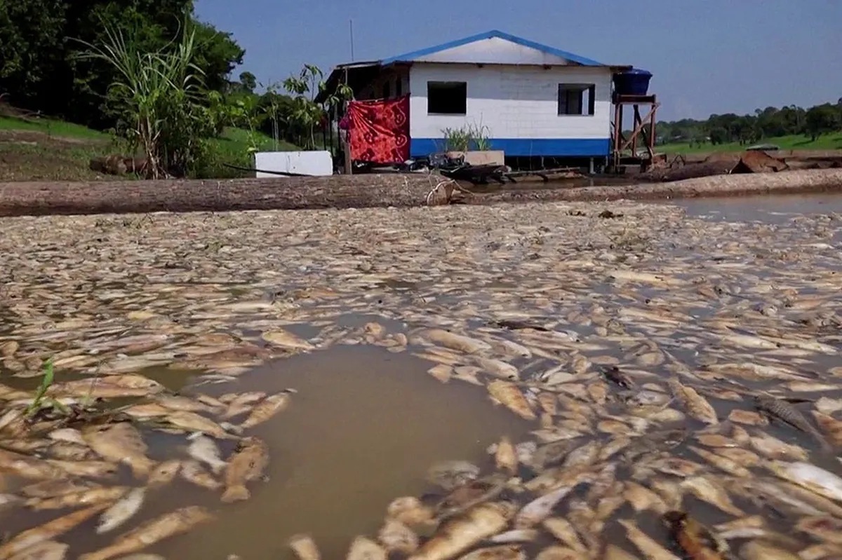Severe drought leaves hundreds of fish dead in Brazil | ABS-CBN