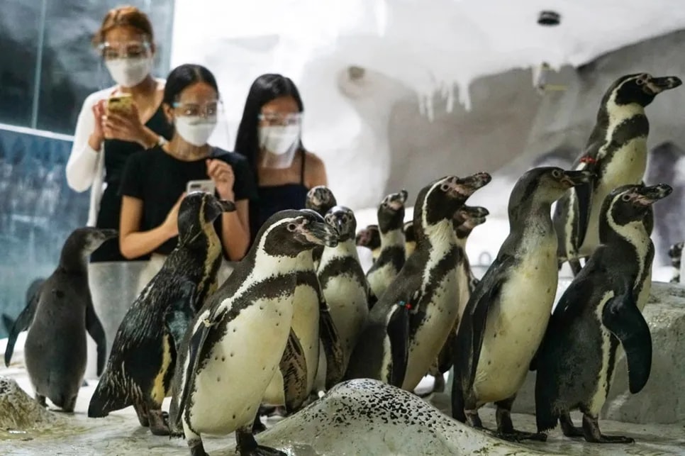 Penguin appreciation at Manila Ocean Park