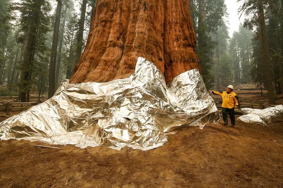 Historic General Sherman safe from Sequoia National Park forest fire