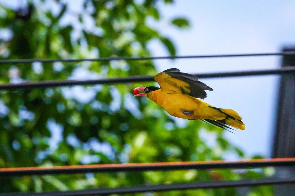 Black naped oriole spotted