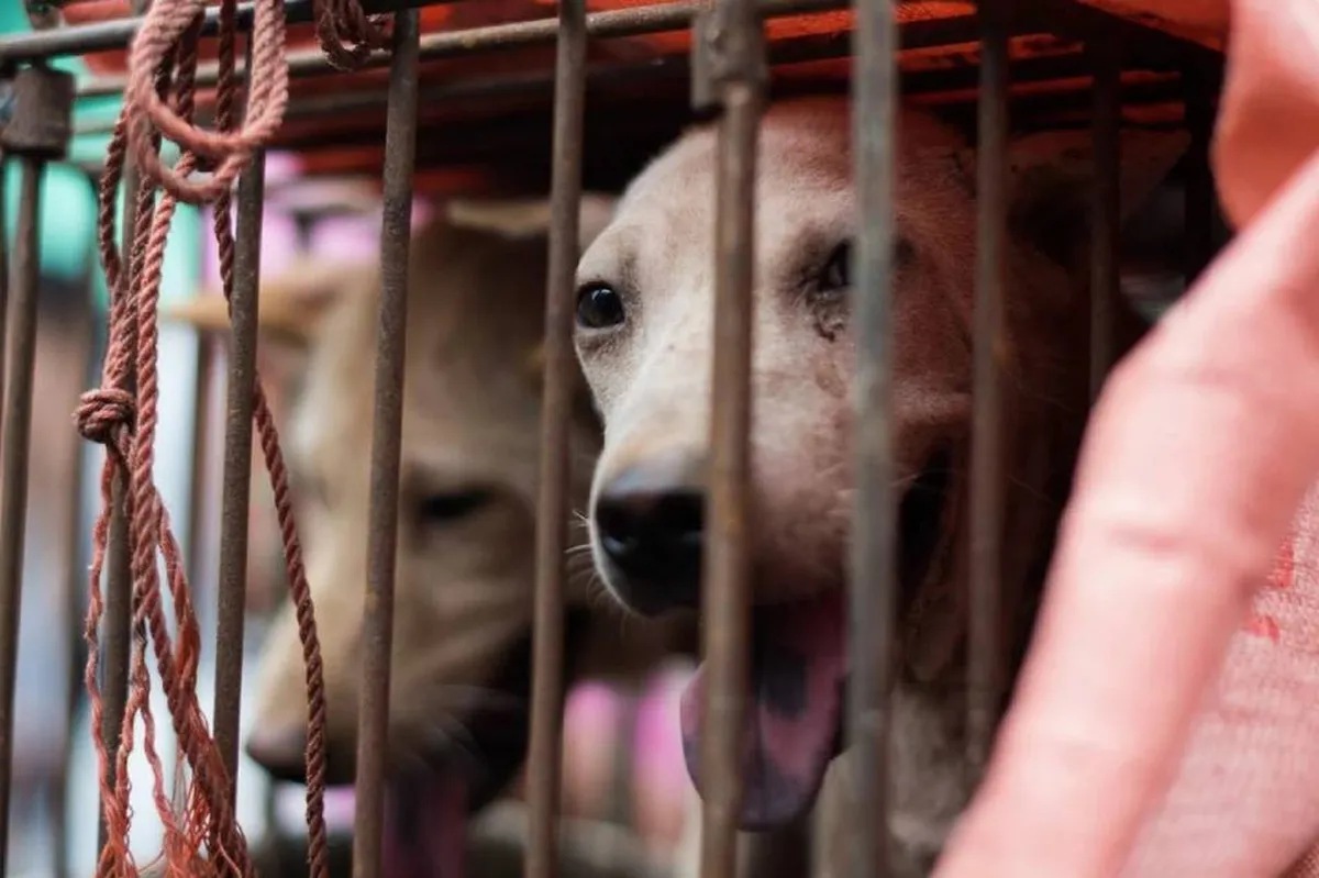 Rescue of 68 dogs headed for slaughterhouse spotlights row over China’s(01)