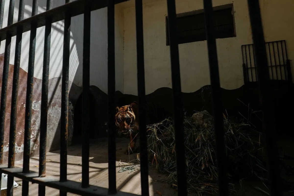 Tiger at New York's Bronx Zoo tests positive for coronavirus ABSCBN