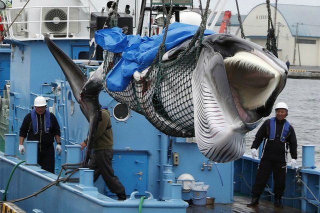Japan holds 1st whale meat auctions since restart of commercial