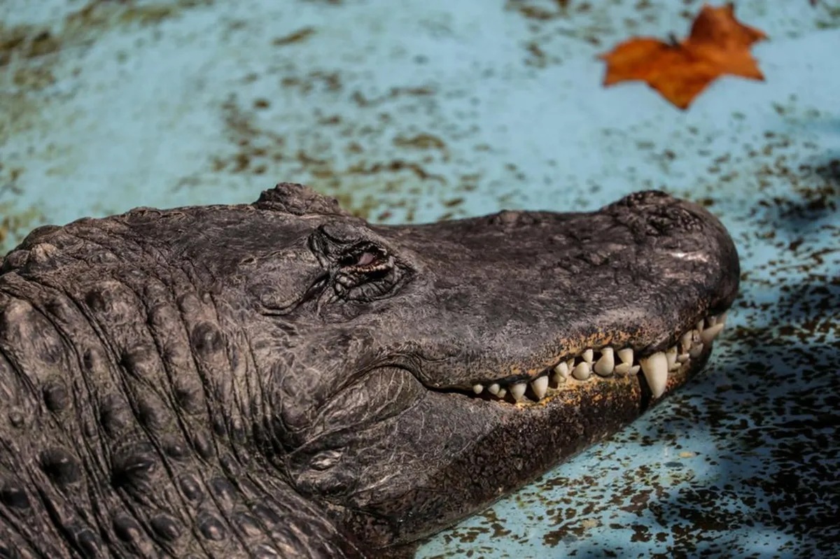 When alligators eat drugs US police warn flushed drugs could create