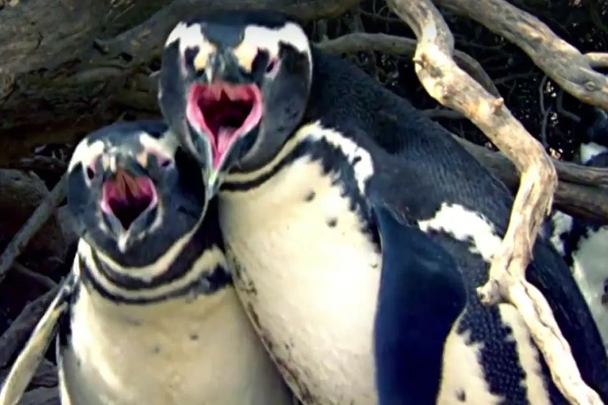 Viral video on penguin love triangle shocks netizens ABSCBN