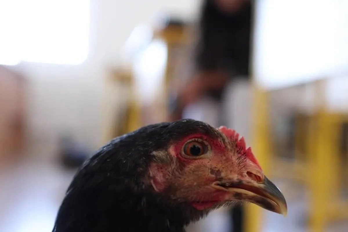 Cum o gaină și un rață îi învață pe copii să fie amabili – Titlu curios din presa