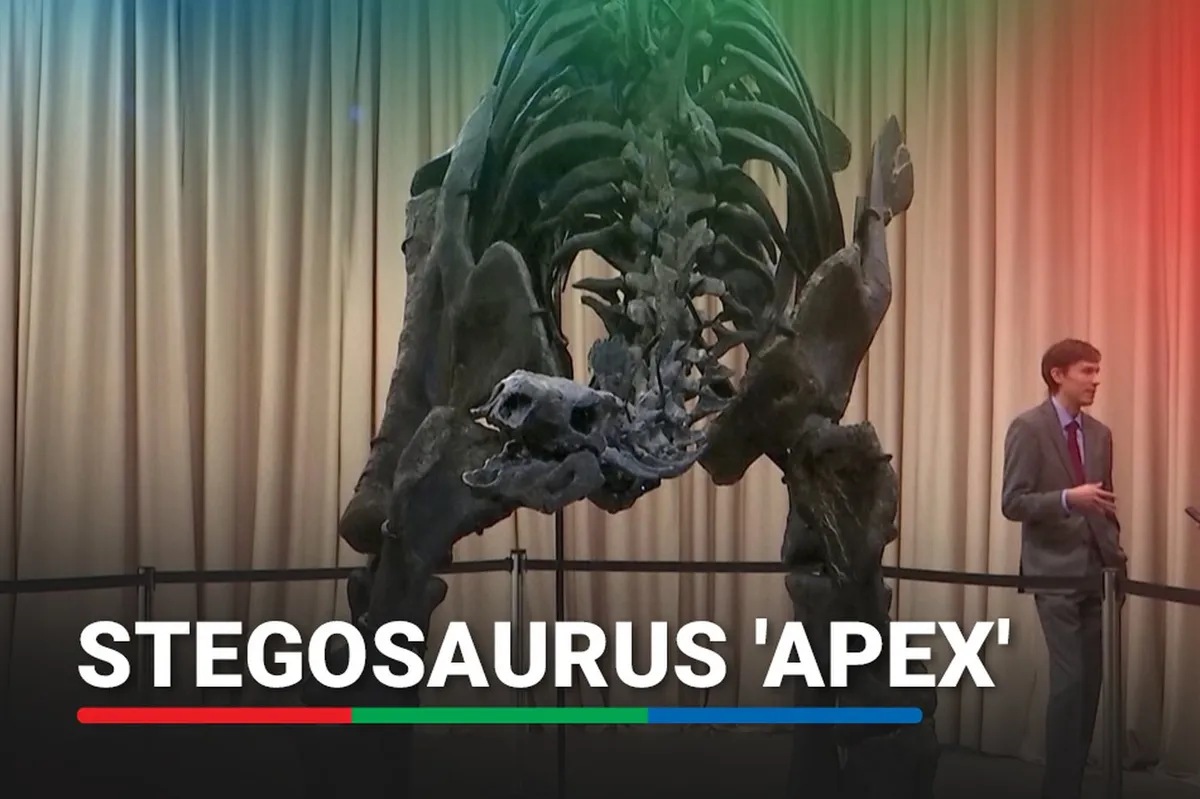 New York museum unveils almost complete stegosaurus | ABS-CBN News