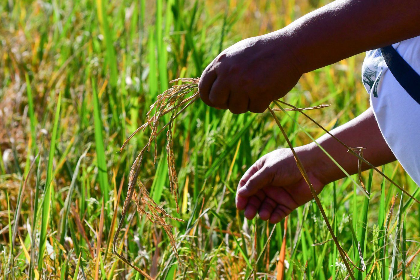 DA chief hopes to release palay floor price before next harvest season ...