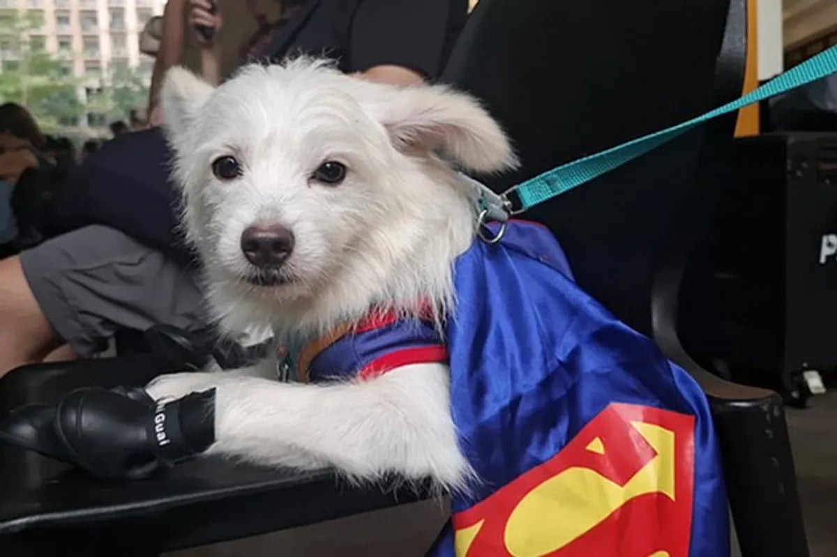 Mahigit 500 pets rumampa, binasbasan sa World Animal Day | ABS-CBN Lifestyle