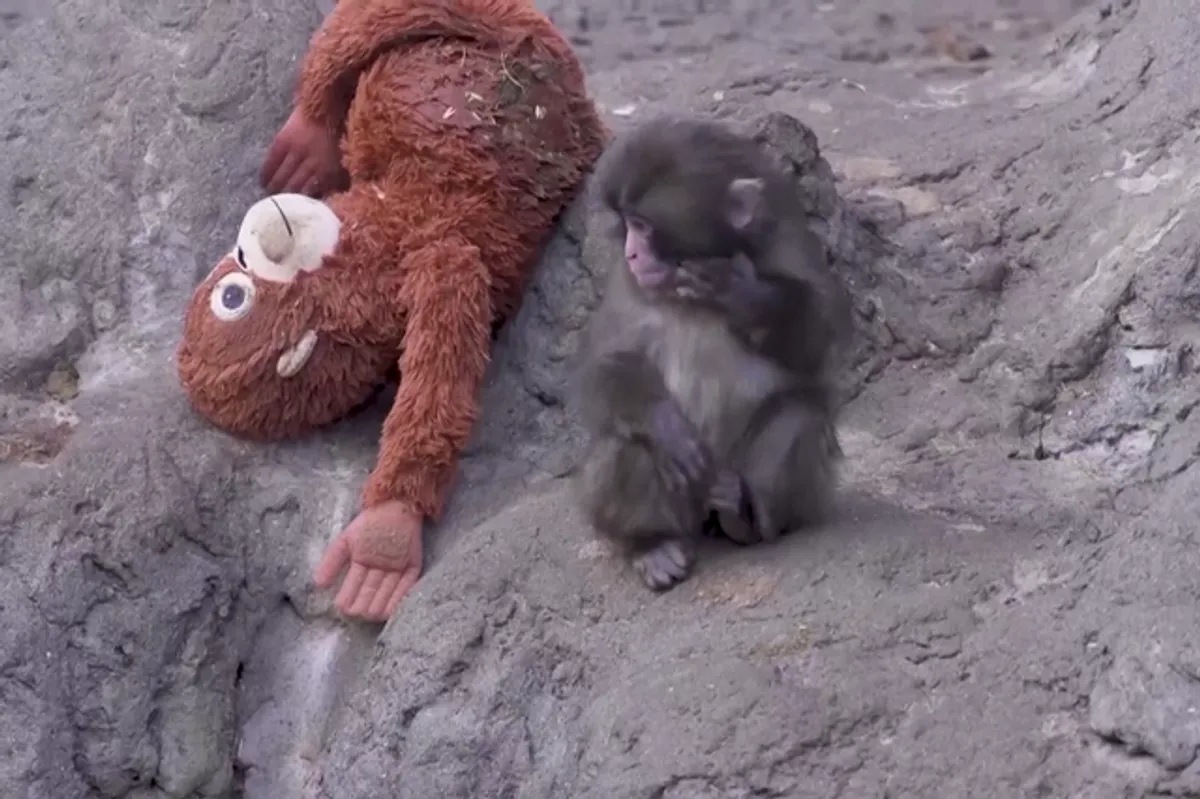 IKEA sells out viral orangutan plushie favored by Punch, the abandoned monkey