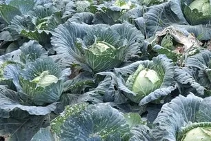 Farmers abandon harvests as fuel costs soar, farmgate prices crash