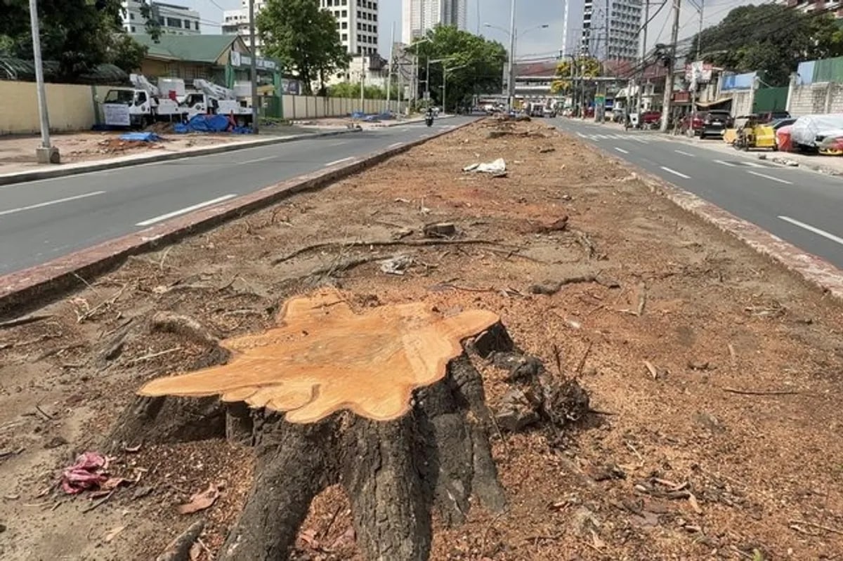 Environmental groups rage over tree-cutting along Quirino Avenue