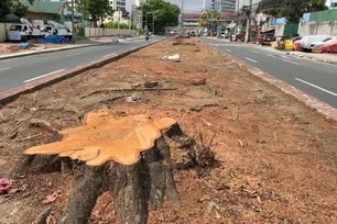 The DENR  issued a “tree-cutting and earth-balling” permit to San Miguel Corp. for the implementation of the SALEX project. Francis Orcio ABS-CBN News