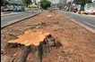 The DENR  issued a “tree-cutting and earth-balling” permit to San Miguel Corp. for the implementation of the SALEX project. Francis Orcio ABS-CBN News