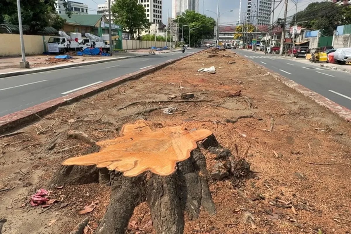 Youth groups continue to denounce tree-cutting in Manila; file for environmental protection