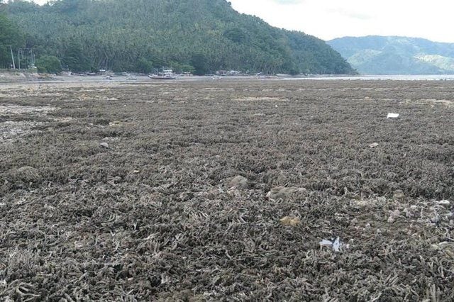 Assessing the Seismic Safety of Sarangani's New Land After the Earthquake