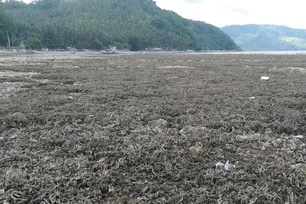 Is the new land in Sarangani following earthquake safe for building?