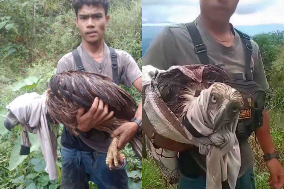 The Bukidnon Farmer Who Saved a Philippine Eagle — and the Fight to Keep Her Alive